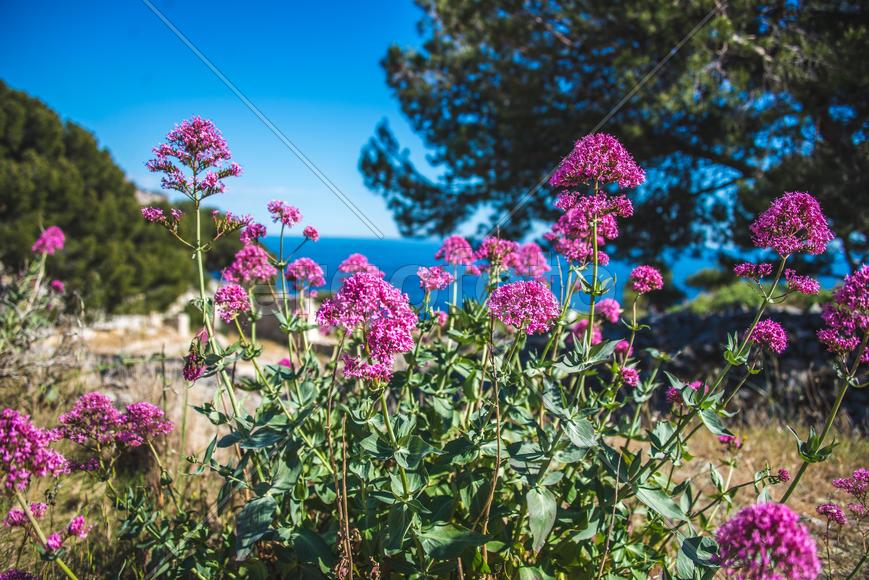 цветы у моря