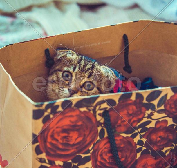 Кот в коробке