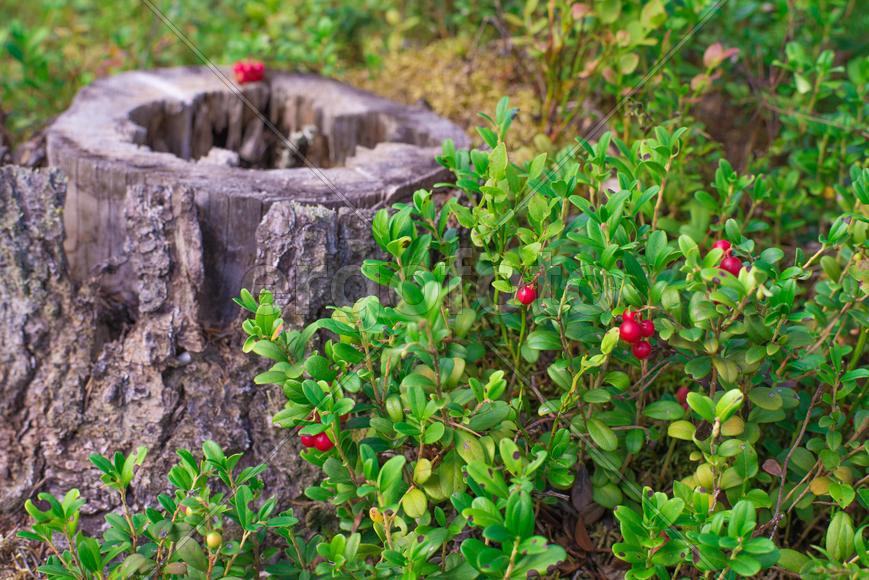 Пень с брусникой