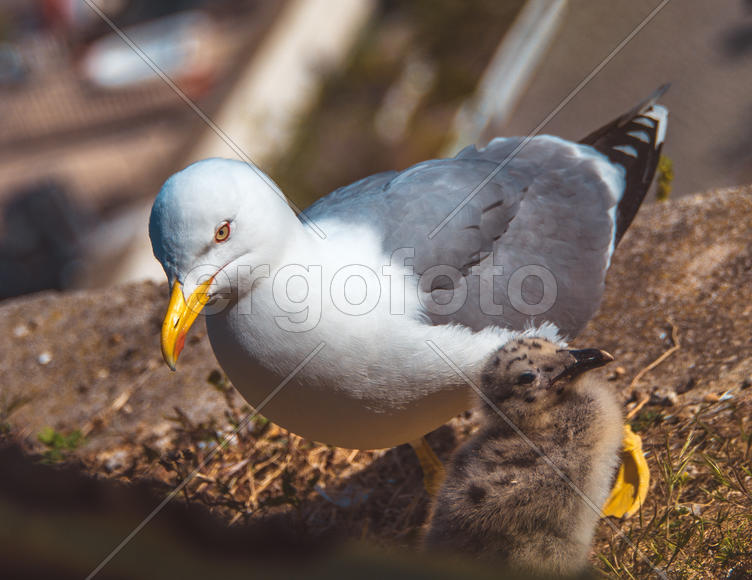 Чайка и птенец