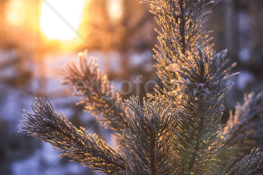 Иголки на закате