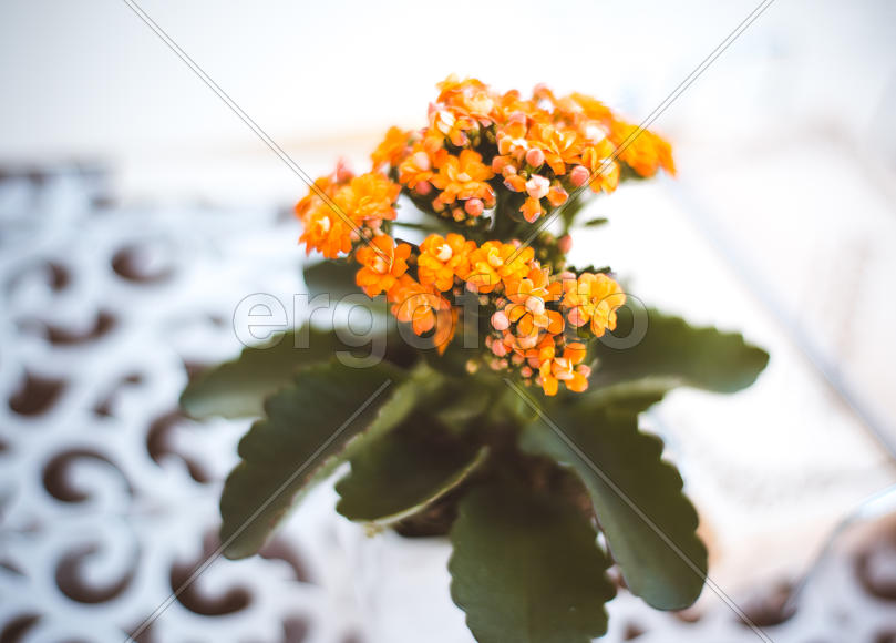 мактофотография