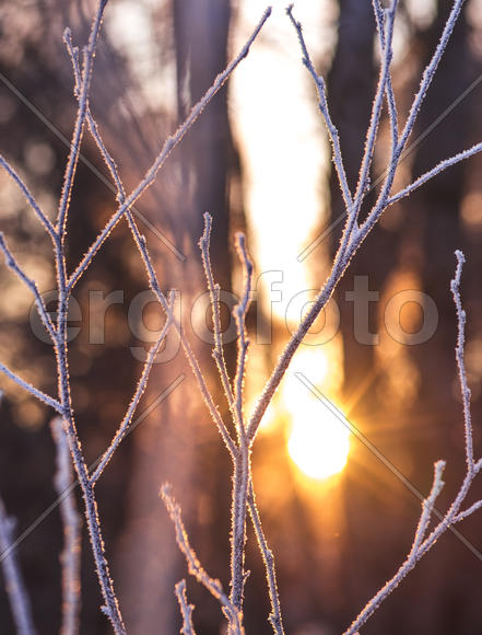 Зеледенелые веточки на солнца