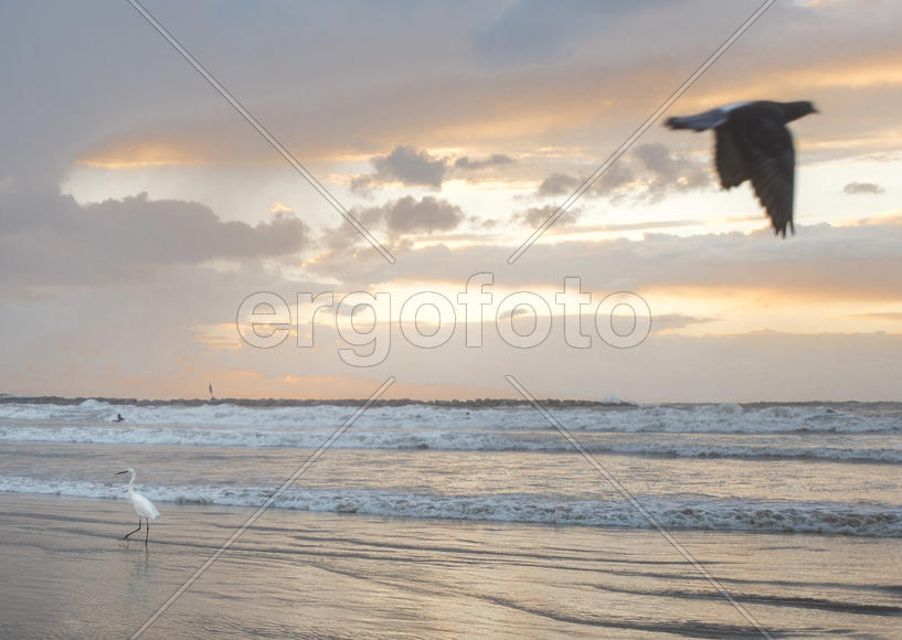 Волны и птицы