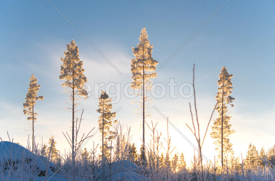 Сосны на закате