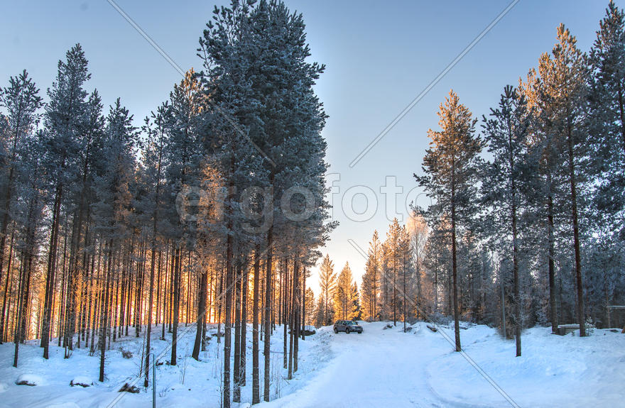 машина в сосновом лесу