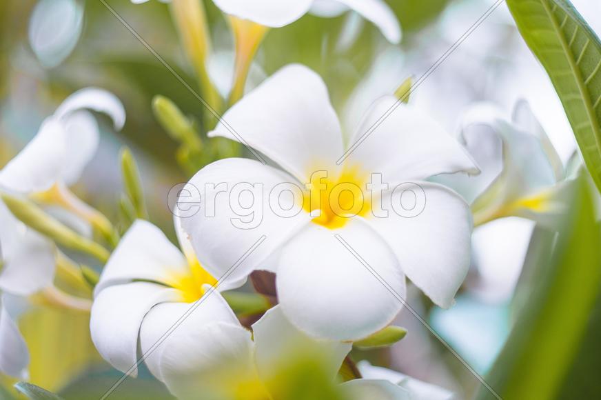 Нежный цветок