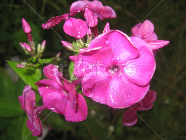 Розовые флоксы