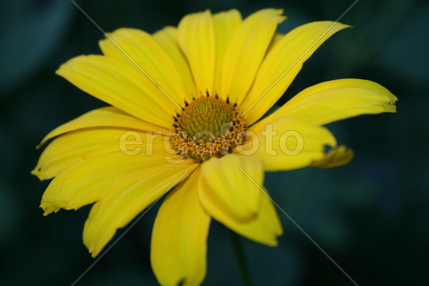 Желтый цветок