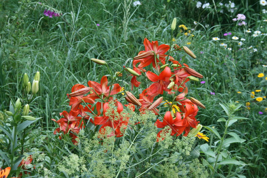 Цветочный сад