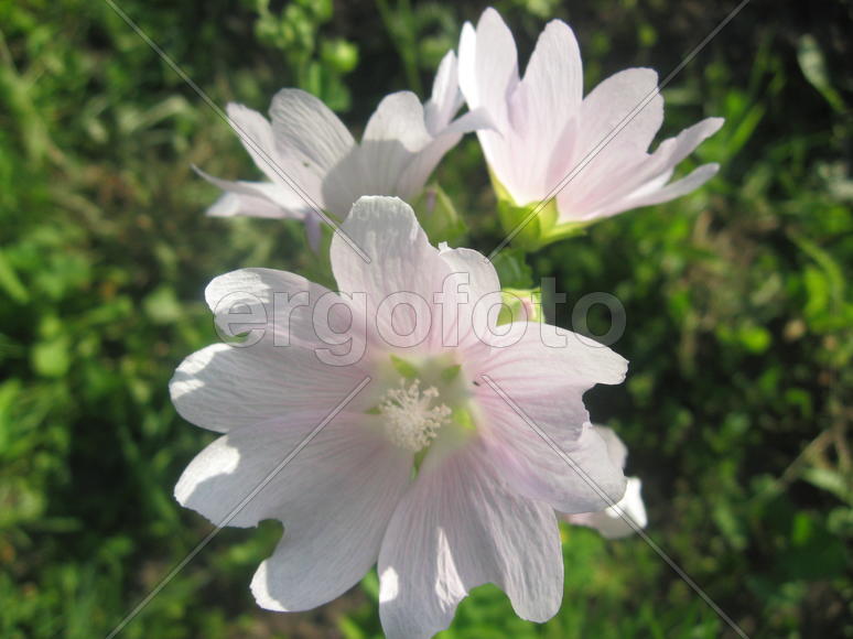 Нежный розовый цветок