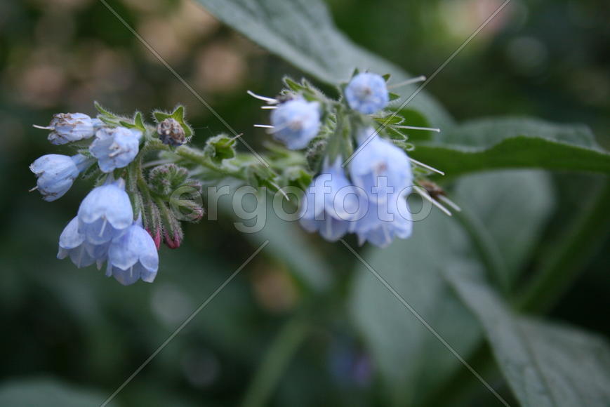 Необычный цветок