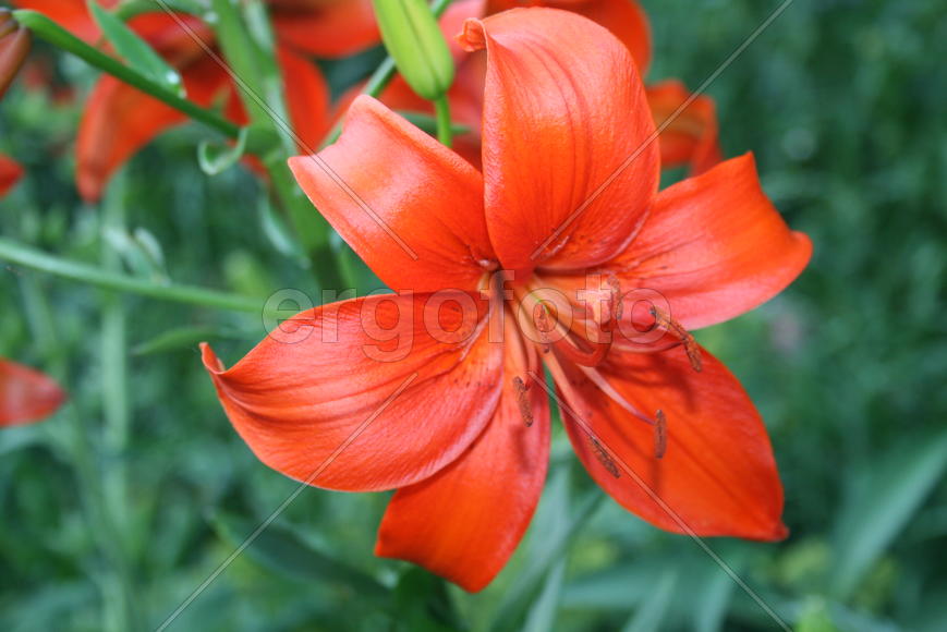 Красная лилия