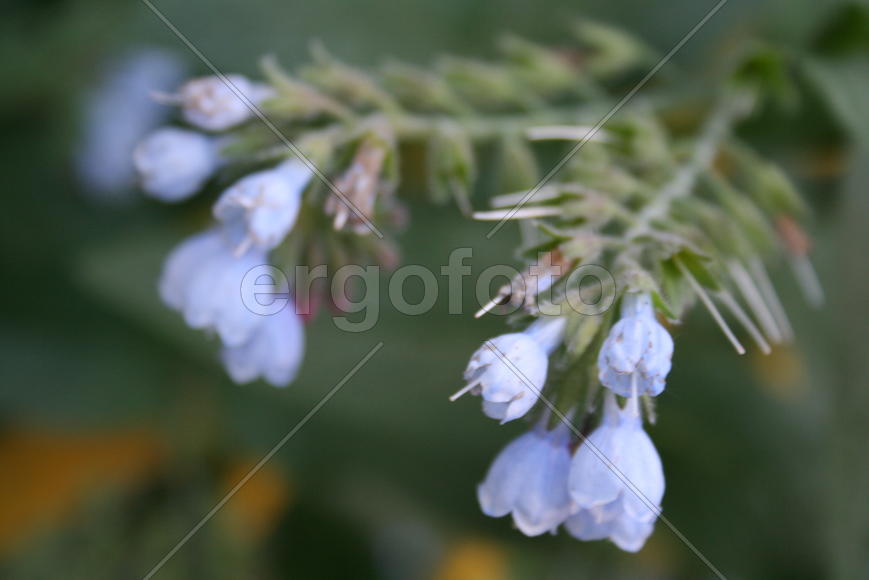 Луговой цветок