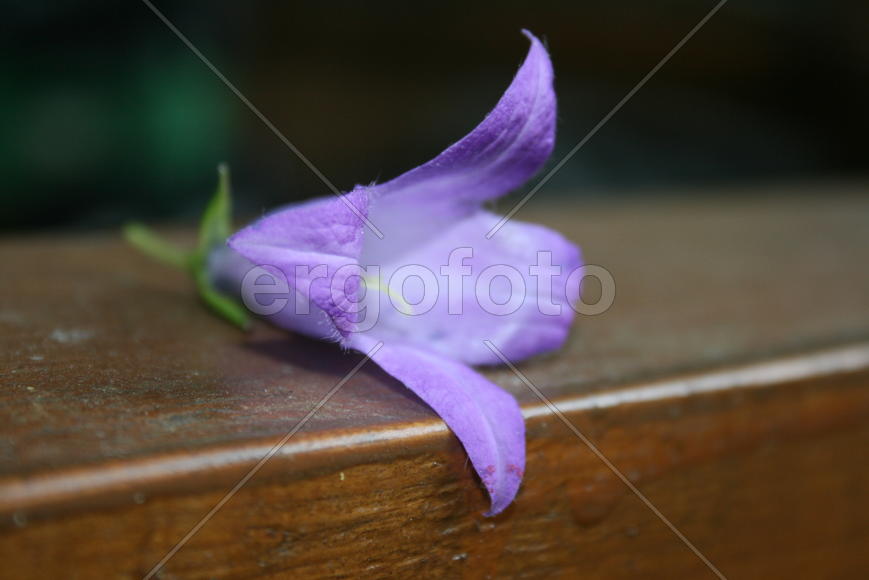 Колокольчик