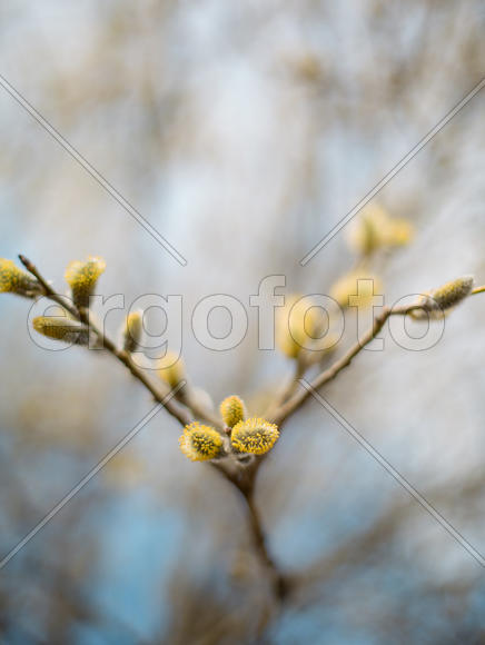 Почки на ветке