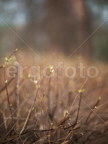 ветки с почками