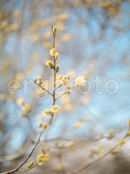 Почки на ветке