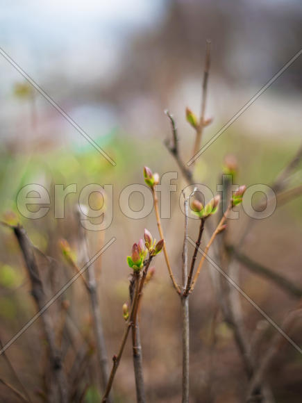 Почки на ветках. Весна