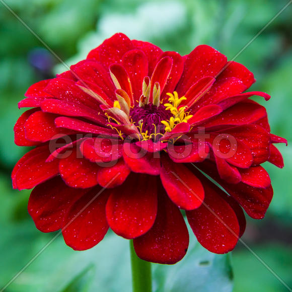 Циния красная