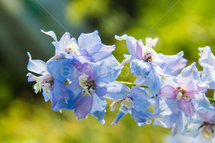 Дельфиниум