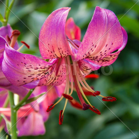 Садовая лилия