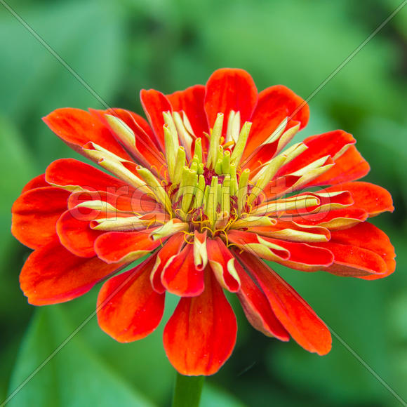 Циния садовая