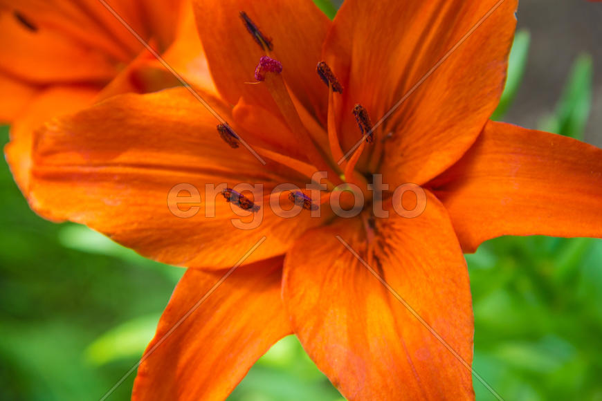 Лилия цветет