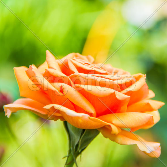 Раскрывшийся бутон