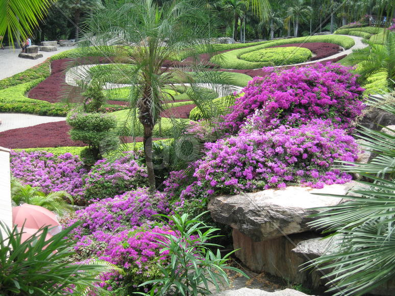 Цветущие ковры