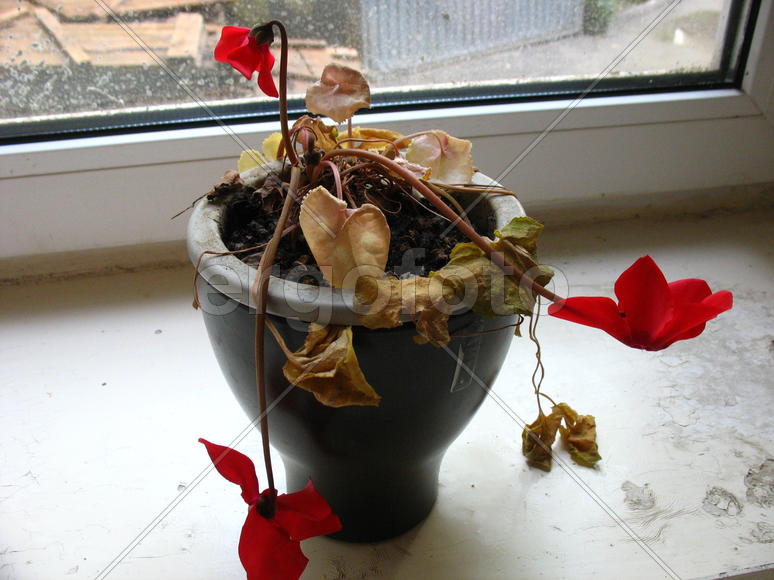 Как долго тебя не было