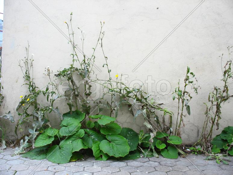 Городские цветы