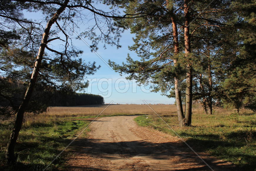 Сосны на краю леса