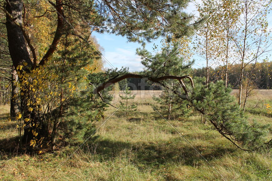 Ветвь сосны