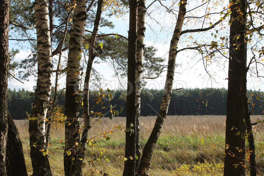 Опушка леса