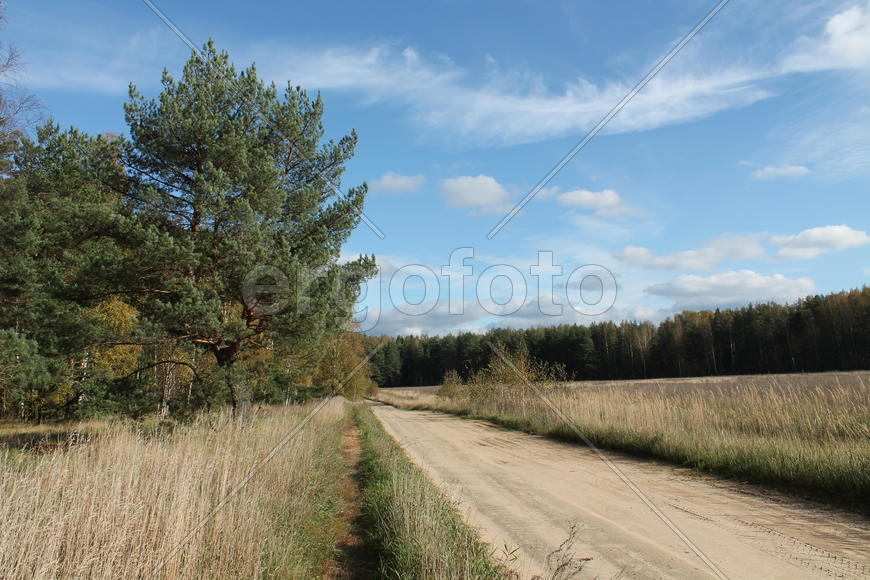 Сосна у дороги