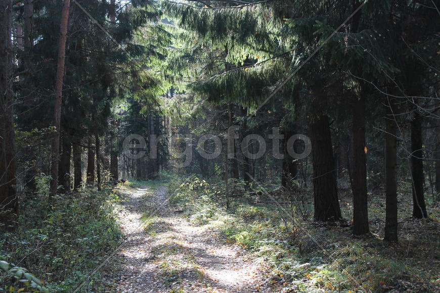 Дорога в еловом лесу