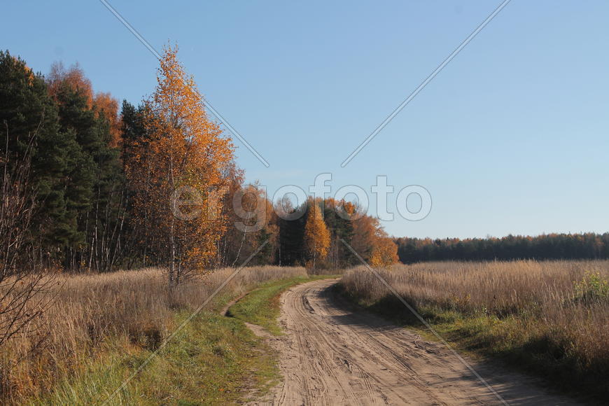 Дорога в лес