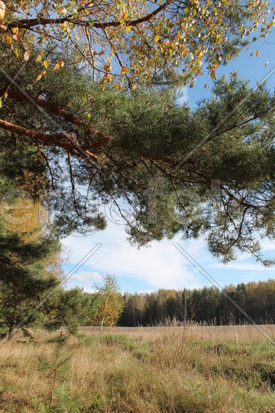 На опушке леса