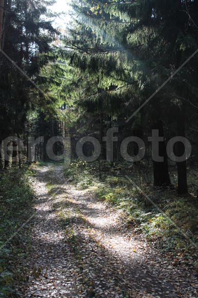 В чаще леса