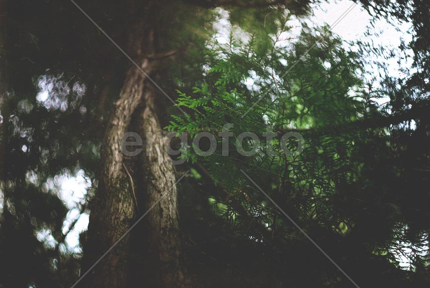 Дерево в лесу