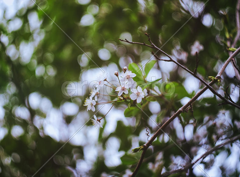 Белые цветы