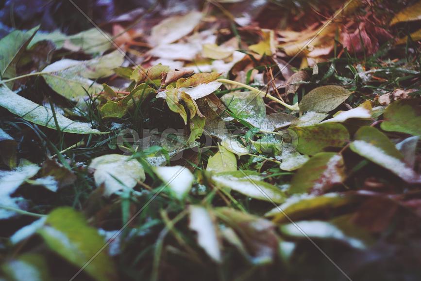 Листья в снегу