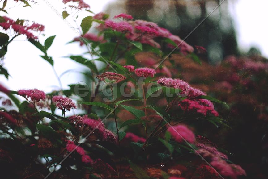 Цветки сирени