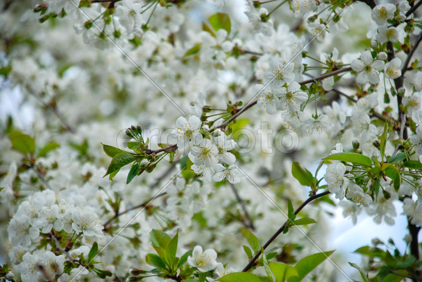 цветение вишни