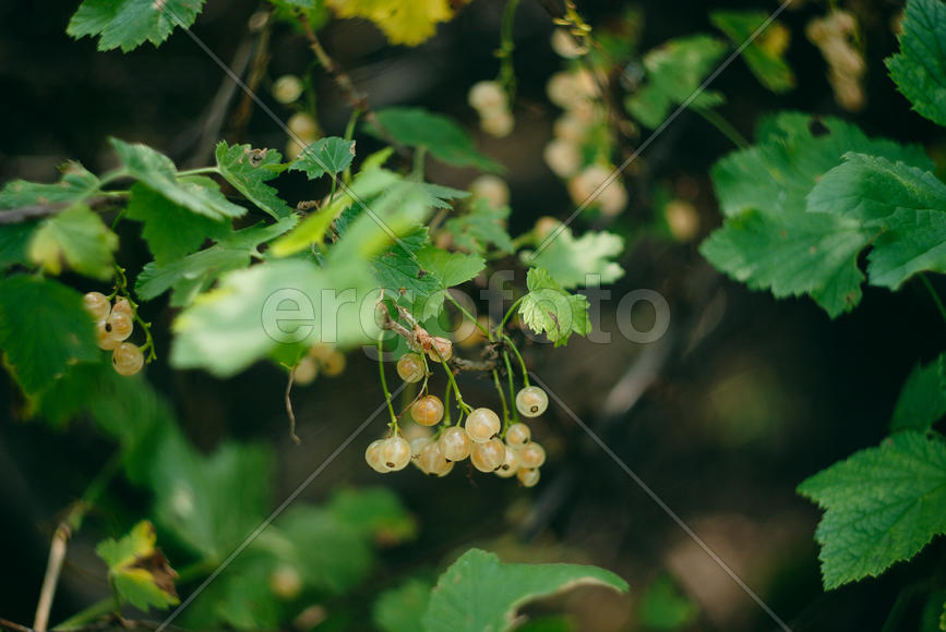 Белая смородина