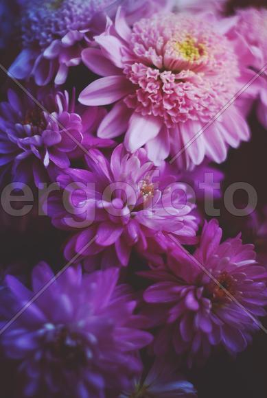 Фиолетовые цветы