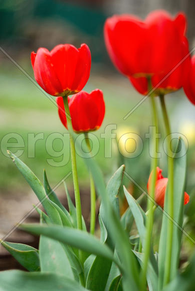 Тюльпаны