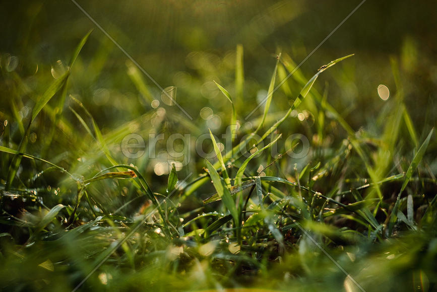 Травка на закате