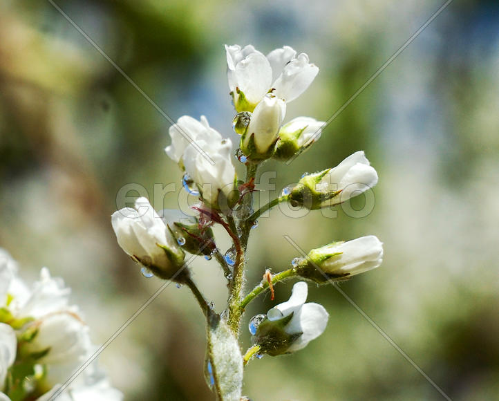 Белые цветы